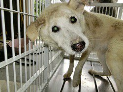 🆘🆘🆘🆘群馬県動物愛護センター東部出張所期限➡10月18日性別➡㊛年齢➡約12歳犬種➡薄茶犬体格➡中保護日場所➡10/1 🆘🆘🆘🆘群馬県動物愛護センター東部出張所期限➡10月18日性別➡㊛年齢➡約12歳犬種➡薄茶犬体格➡中保護日場所➡10/1