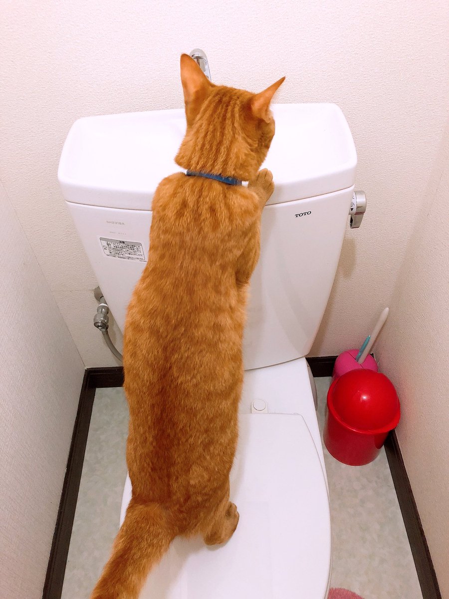このこさぁ...トイレのドア開けたら「ぶぅ!」って言いながら全力で走ってくるんだけど...トイレの水が出るところがお気に このこさぁ...トイレのドア開けたら「ぶぅ!」って言いながら全力で走ってくるんだけど...トイレの水が出るところがお気に