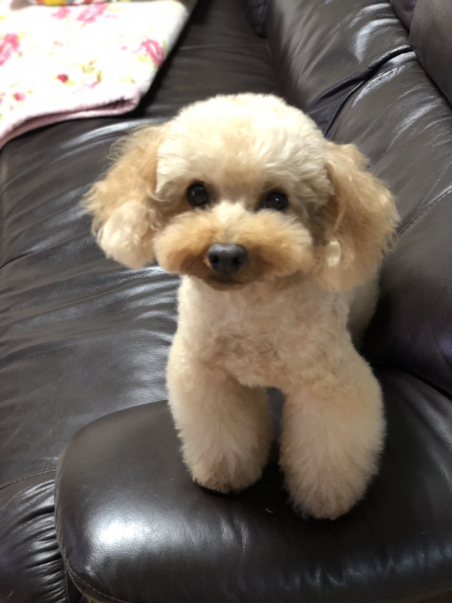 くるみパパ(12歳)トリミングでした🐩フカフカになっていい香り❤️このフカフカをキープできないのが飼い主💦 #トイプード くるみパパ(12歳)トリミングでした🐩フカフカになっていい香り❤️このフカフカをキープできないのが飼い主💦 #トイプード