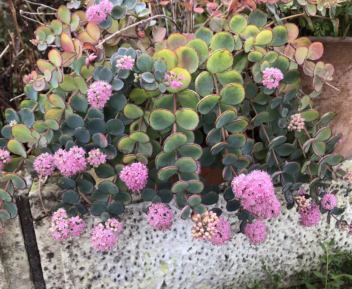 今日も一日お疲れ様でした🍀名前が分からずググッてた花🌸の名前、分かった✨ミセバヤって言う山野草でした😸小花がピンポン玉み 今日も一日お疲れ様でした🍀名前が分からずググッてた花🌸の名前、分かった✨ミセバヤって言う山野草でした😸小花がピンポン玉み