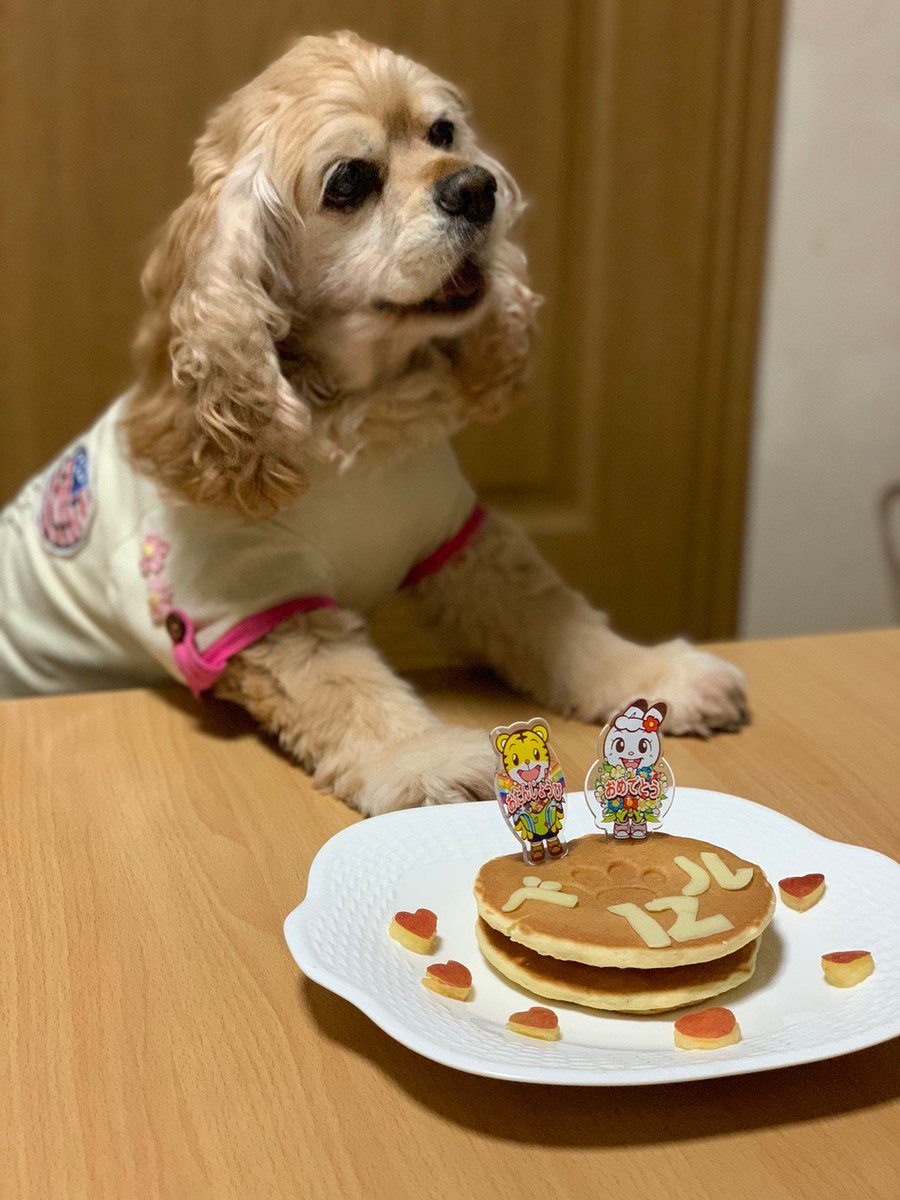 ベルちゃん、12歳の誕生日🎉✨😆✨🎊いつも、かわいいかわいいベル~🎵😊ベル、ベル、べ~ル~❤️おめでとう🎵 ベルちゃん、12歳の誕生日🎉✨😆✨🎊いつも、かわいいかわいいベル~🎵😊ベル、ベル、べ~ル~❤️おめでとう🎵