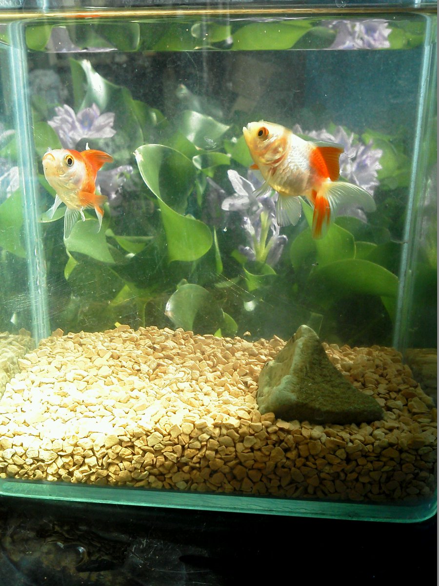 #金魚弊社からのピンポン2匹を 5年以上飼育されていたお客様から電話があった...素晴らしい!ペットシックからやっと立ち #金魚弊社からのピンポン2匹を 5年以上飼育されていたお客様から電話があった...素晴らしい!ペットシックからやっと立ち