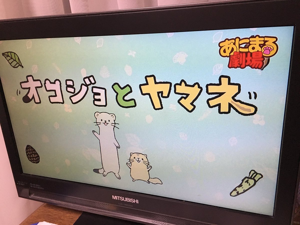オコヤマやってた。#オコジョとヤマネ#mxtv オコヤマやってた。#オコジョとヤマネ#mxtv