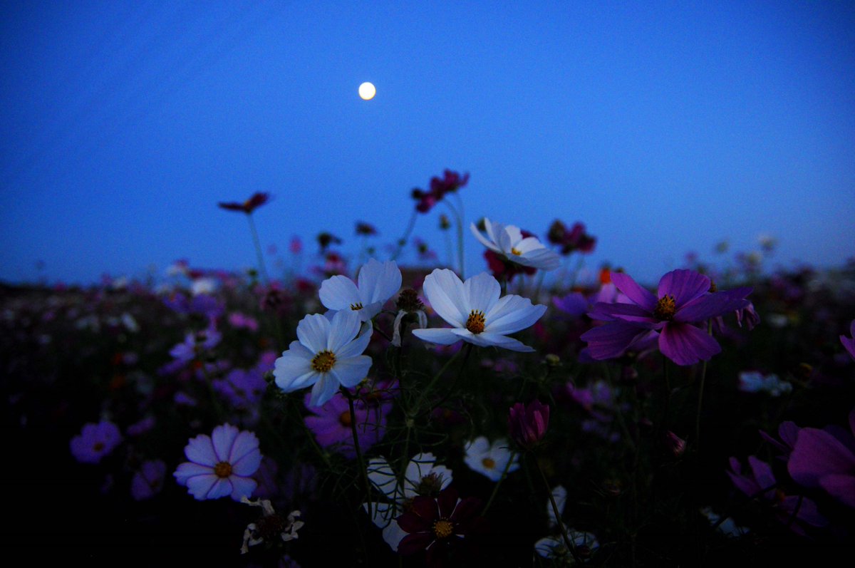 今夜は月がきれいですね。花も月を見上げているようです。13夜、栗名月 なのでした。#佐倉 今夜は月がきれいですね。花も月を見上げているようです。13夜、栗名月 なのでした。#佐倉