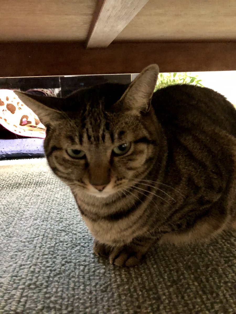 おはよう♪いつもはルルさんがみんなを起こすけど今日は起こしちゃったね(笑)眠そうなルル子さん(´ω`)おしゃべりも封印し おはよう♪いつもはルルさんがみんなを起こすけど今日は起こしちゃったね(笑)眠そうなルル子さん(´ω`)おしゃべりも封印し