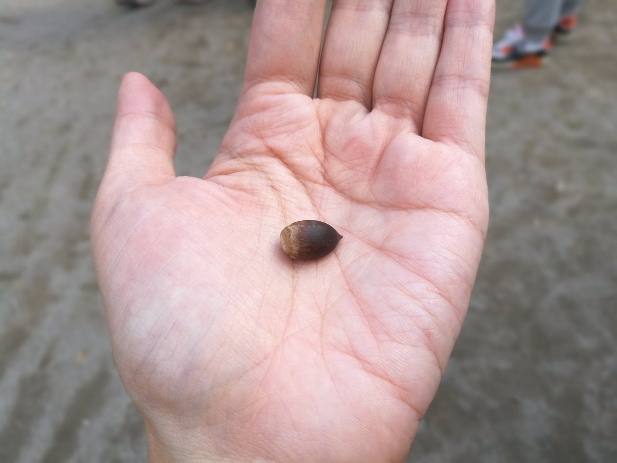 小さな男の子にどんぐりもらった。。。私モテる。 小さな男の子にどんぐりもらった。。。私モテる。