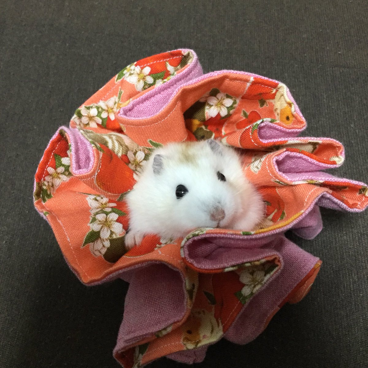 だし巻き「あおおにいちゃん ありがと! だちまき がんばりまちゅ!」 だし巻き「あおおにいちゃん ありがと! だちまき がんばりまちゅ!」
