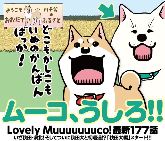 本日イブニング23号発売!そして『いとしのムーコ』は新シリーズ開幕!!こまつさんのお仕事のお供で秋田の県北へ向かったムー 本日イブニング23号発売!そして『いとしのムーコ』は新シリーズ開幕!!こまつさんのお仕事のお供で秋田の県北へ向かったムー