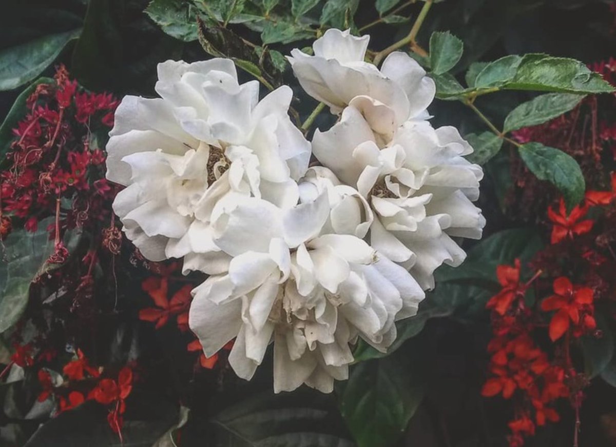 Take pictures of flowers and submit them all here —> https://t.co/jqy7xQiqH2 ???????????????? https://t.co/oa7SdOr6Ot