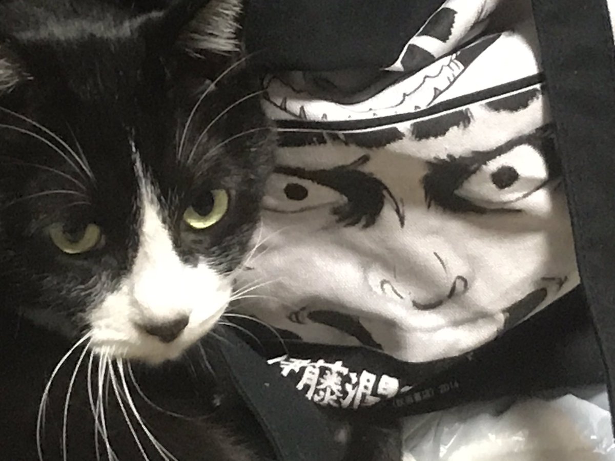 味スタから帰って来たら うちの猫が怖いとこで寝てた(笑)#伊藤潤二 味スタから帰って来たら うちの猫が怖いとこで寝てた(笑)#伊藤潤二