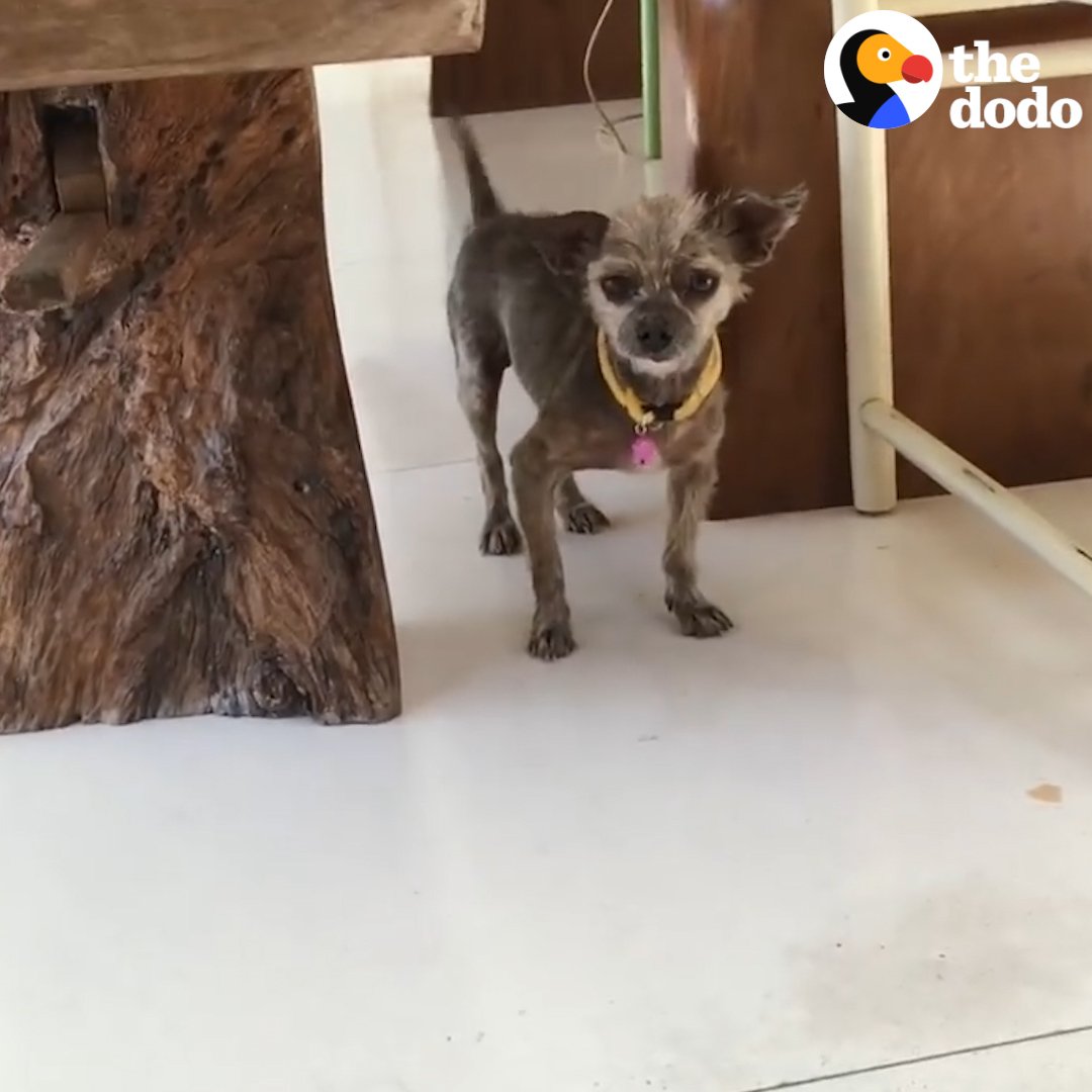 RT @dodo: Watch this hairless dog grow so much fur he needs an extreme haircut! ???? https://t.co/HZczLQWhvW