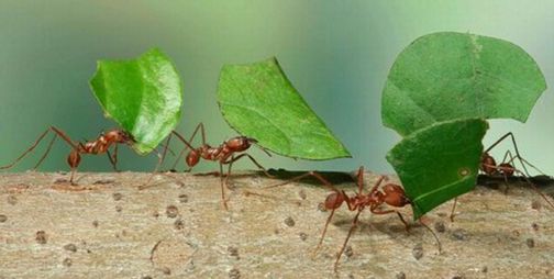 About ants 4 workers, 30% are truly working.If you remove t About ants 4 workers, 30% are truly working.If you remove t