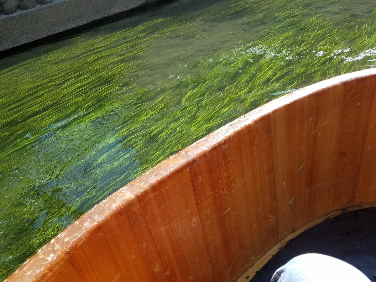 午前中大垣の水門川をたらい船で下ってきたw聲の形の聖地を川からみるの初めて🙌みんなも大垣遊びにきてね✨ 午前中大垣の水門川をたらい船で下ってきたw聲の形の聖地を川からみるの初めて🙌みんなも大垣遊びにきてね✨