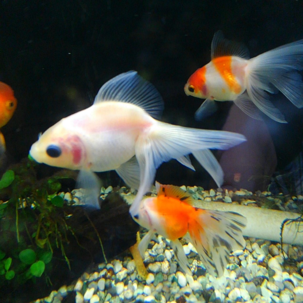 実は私は写真がうまいのでは?(もに~さん金魚) 実は私は写真がうまいのでは?(もに~さん金魚)