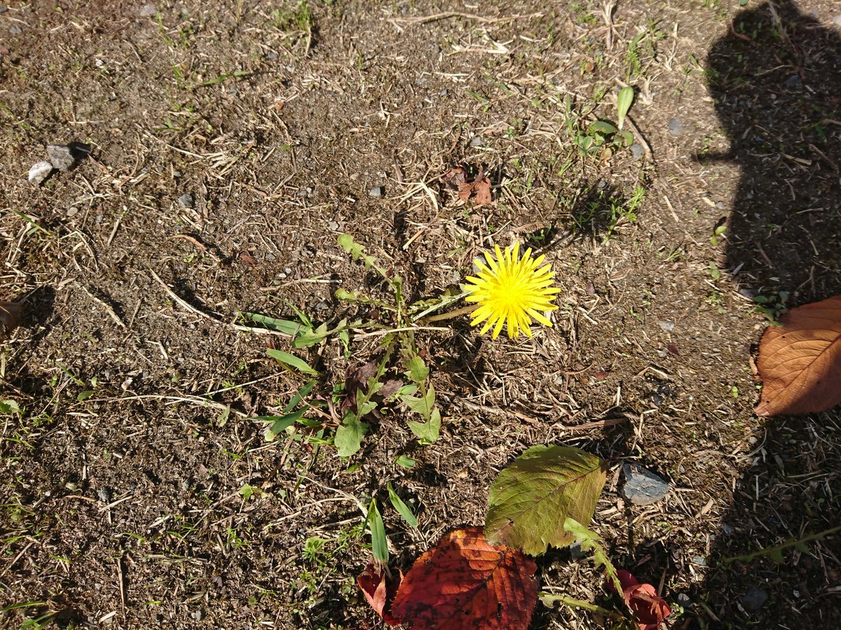 暖かい日が続くためか、本当に良くたんぽぽが咲いとります☺️冬の訪れも近いですが、咲き続ける限り「#この世界の片隅に」連続 暖かい日が続くためか、本当に良くたんぽぽが咲いとります☺️冬の訪れも近いですが、咲き続ける限り「#この世界の片隅に」連続