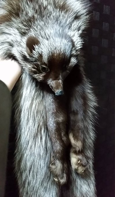 毛皮マフラー欲しくて紆余曲折を経て、ぎんぎつね一匹買ってしまったよ。賛否両論あるだろうけど、合法的にお出掛けに連れていけ 毛皮マフラー欲しくて紆余曲折を経て、ぎんぎつね一匹買ってしまったよ。賛否両論あるだろうけど、合法的にお出掛けに連れていけ