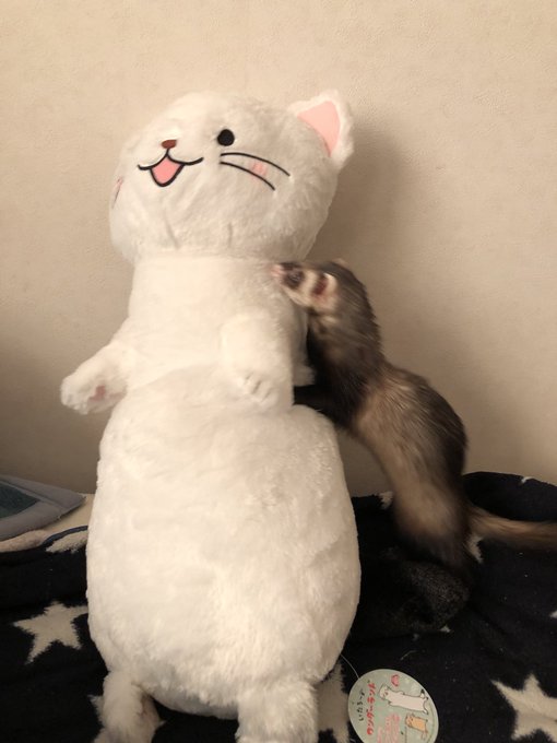 #オコジョとヤマネ とイタチ。 #オコジョとヤマネ とイタチ。