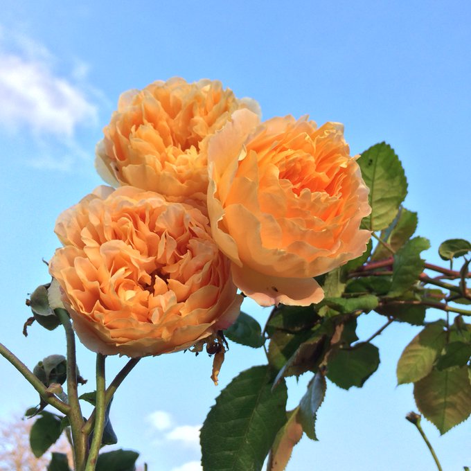 Twitter Image