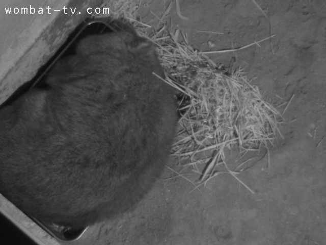 フクちゃん!クレヨンしんちゃんの横顔に似ているよ〜#wombattv #ウォンバット#五月山動物園 フクちゃん!クレヨンしんちゃんの横顔に似ているよ〜#wombattv #ウォンバット#五月山動物園