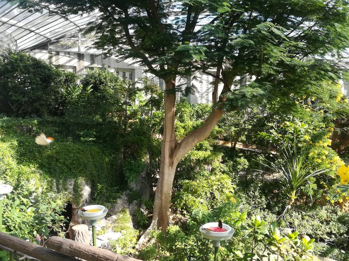 昆虫生態園でスペースバグのプランツドームに思いを馳せてみるw #多摩動物公園 昆虫生態園でスペースバグのプランツドームに思いを馳せてみるw #多摩動物公園