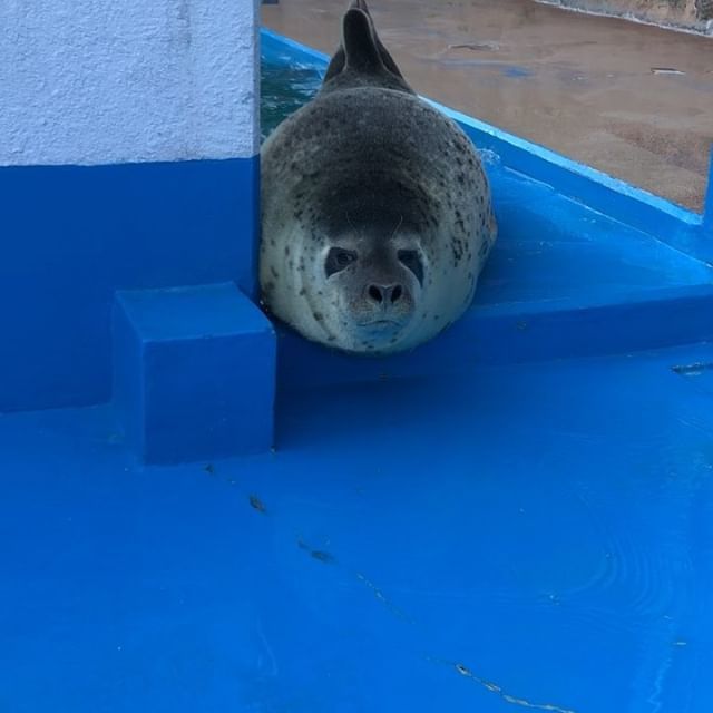 ふわふわの大福くん😆お昼寝していて毛が乾いていました!なかなかレアな姿です💕#ゴマフアザラシ #アザラシ #ゴマちゃん ふわふわの大福くん😆お昼寝していて毛が乾いていました!なかなかレアな姿です💕#ゴマフアザラシ #アザラシ #ゴマちゃん