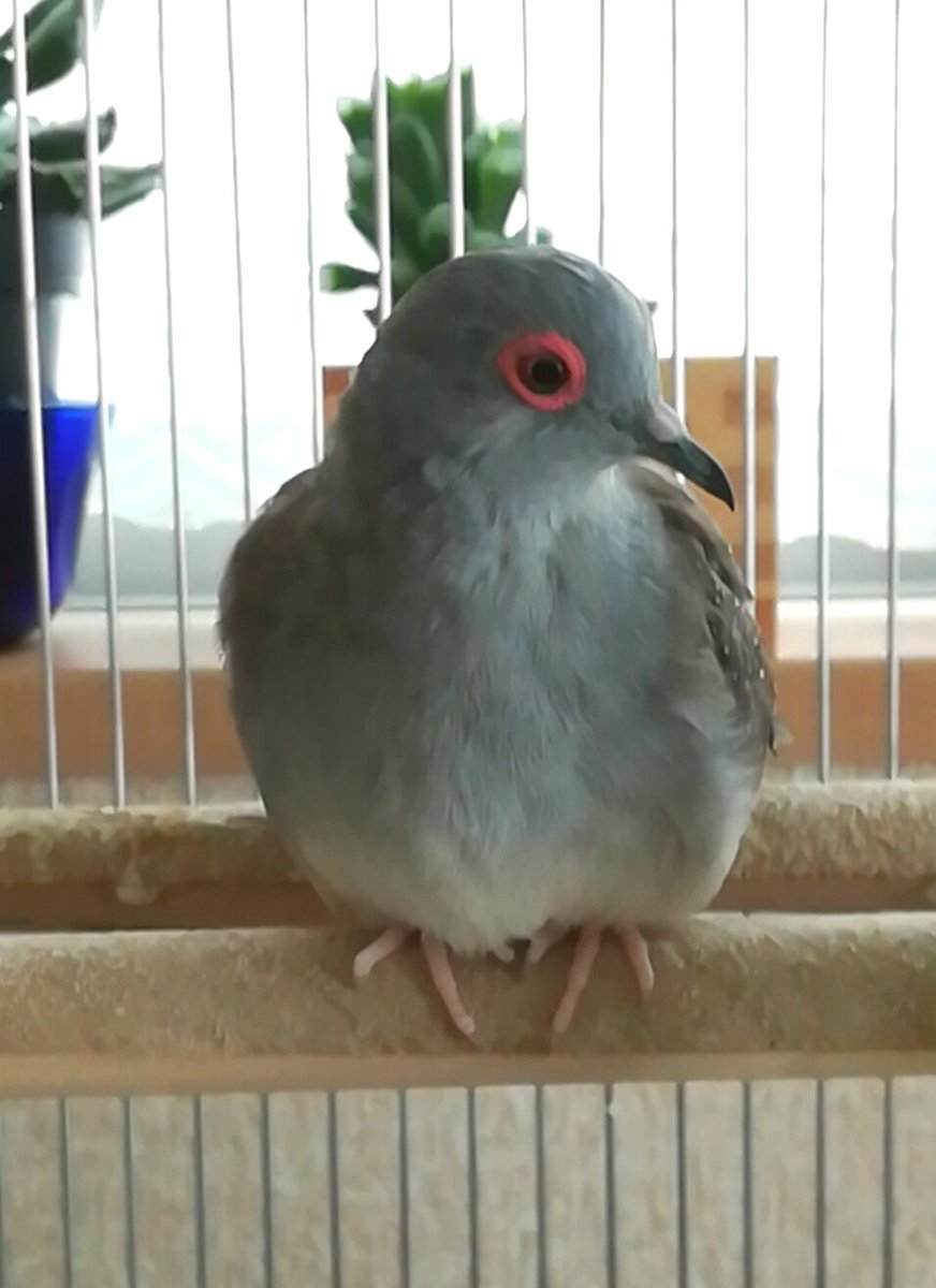 おはでぽー!みんな元気だったぽー?ポー子はいつも元気だぽー今日はいちだんとさむさむだから 暖房つけてくれたぽーみんなも風 おはでぽー!みんな元気だったぽー?ポー子はいつも元気だぽー今日はいちだんとさむさむだから 暖房つけてくれたぽーみんなも風