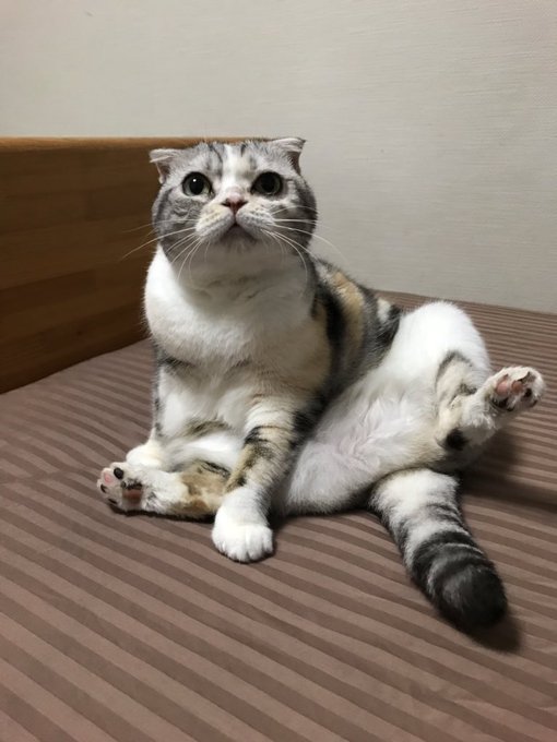 おはようございます#月曜日のたわわ でございます引き続き低浮上ですゴメンなさいでは、今週もよろしくお願いでおま#日向 # おはようございます#月曜日のたわわ でございます引き続き低浮上ですゴメンなさいでは、今週もよろしくお願いでおま#日向 #