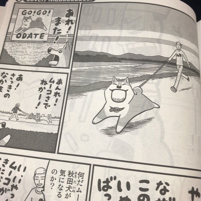 本日発売・講談社イブニングに「いとしのムーコ」第178話掲載されてます。前回から始まりました大館プチ訪問・秋田犬と会っち 本日発売・講談社イブニングに「いとしのムーコ」第178話掲載されてます。前回から始まりました大館プチ訪問・秋田犬と会っち