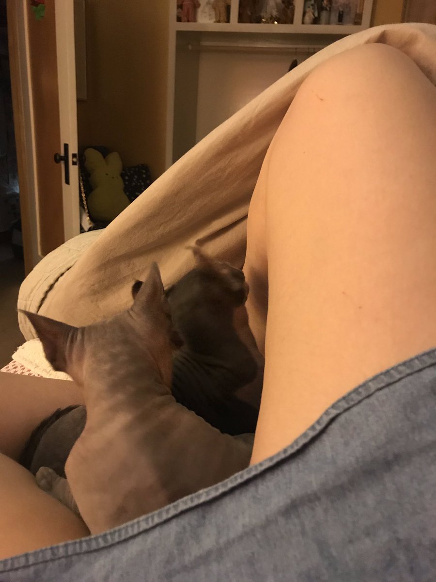 Can’t talk, have 2 hairless pussies between my legs (she’s here all week, people!!!) https://t.co/hov0qQVVNz