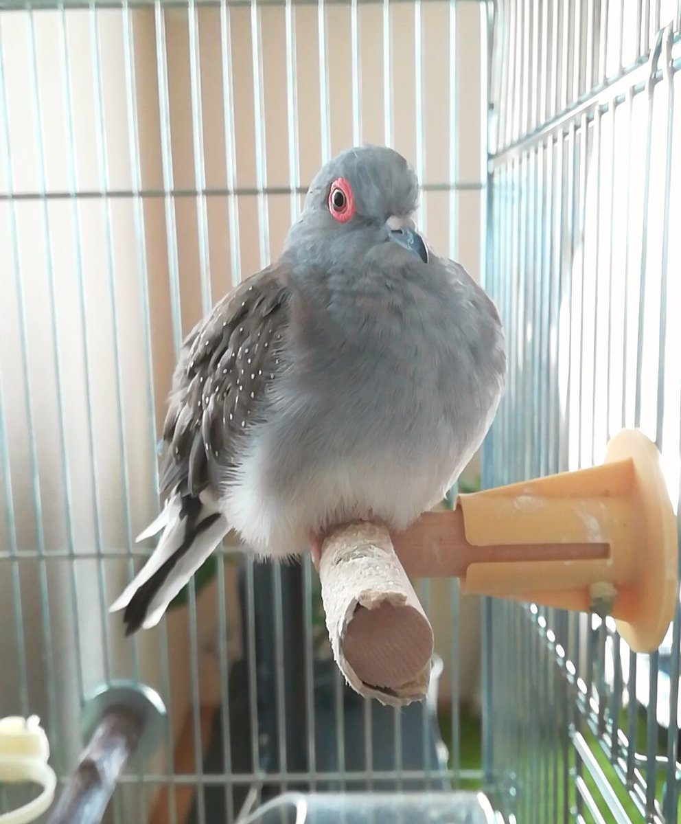 おはでぽー!今日は朝さむさむだったから おかたまがすぐヒーターつけてくれたぽーポー子はあったかいところ出身だから寒さに弱 おはでぽー!今日は朝さむさむだったから おかたまがすぐヒーターつけてくれたぽーポー子はあったかいところ出身だから寒さに弱