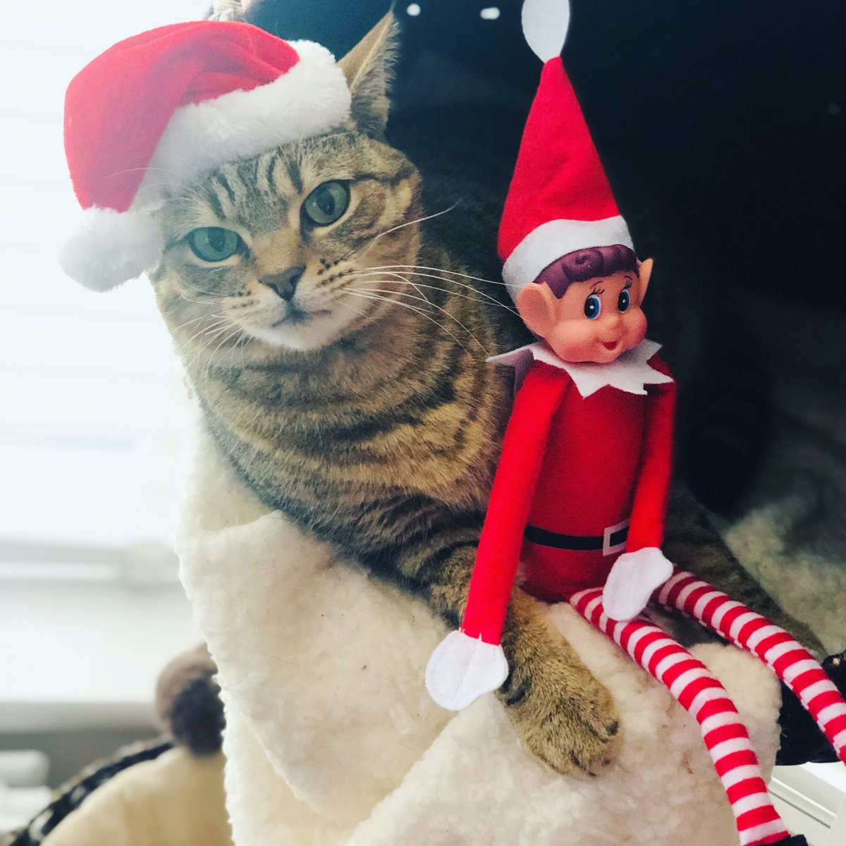 Percy is NOT happy with the #naughtyelf forcing Christmas on him in November. https://t.co/WRCJ97TvQv