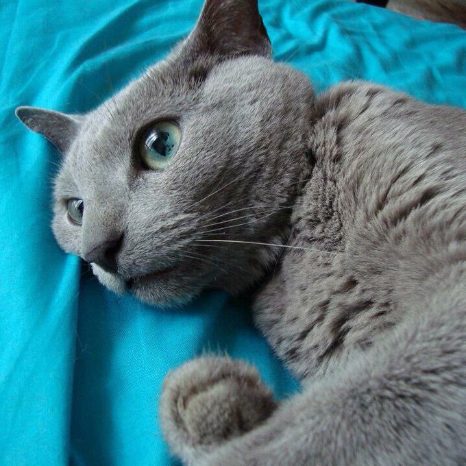 今日はチャイカが虹🌈のところに行くようになってからちょうど1年目です🐱 今日はチャイカが虹🌈のところに行くようになってからちょうど1年目です🐱