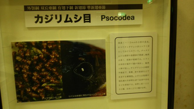 NHK「おしりかじり虫~♪」(2007)新分類「咀顎目」の片仮名目名はカジリムシ目にします(2012) NHK「おしりかじり虫~♪」(2007)新分類「咀顎目」の片仮名目名はカジリムシ目にします(2012)