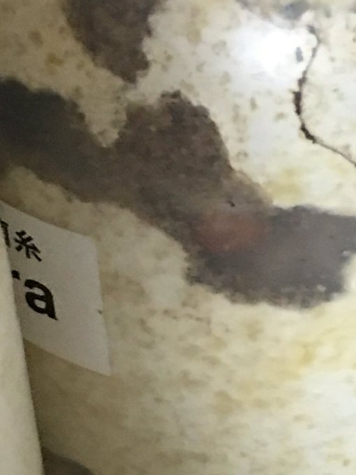 ローゼン順調に育ってんな〜まだ2か月くらいだけど。やっぱ月夜野の…菌糸を…最高やな! ローゼン順調に育ってんな〜まだ2か月くらいだけど。やっぱ月夜野の…菌糸を…最高やな!