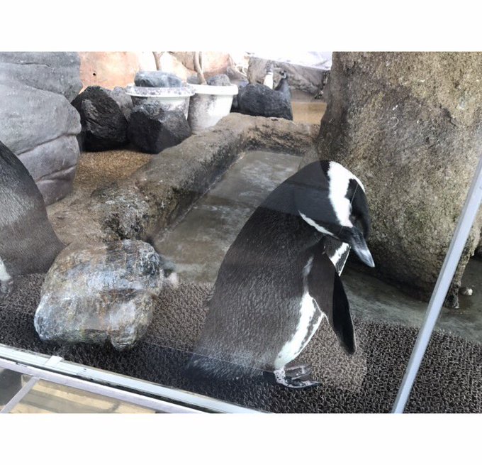 ちとせちゃんが行ってた京都水族館、ちょうど1年前くらいに私も行ってペンギンさん見てきた☺️ ちとせちゃんが行ってた京都水族館、ちょうど1年前くらいに私も行ってペンギンさん見てきた☺️