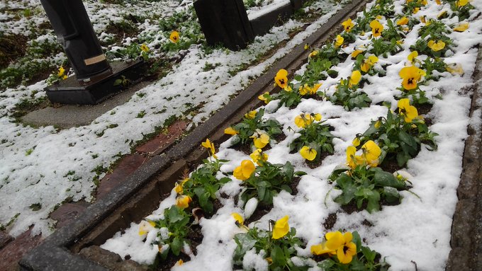 WHITE ALBUMの季節だ…今年初の雪を観測( ̄^ ̄)ゞ WHITE ALBUMの季節だ…今年初の雪を観測( ̄^ ̄)ゞ