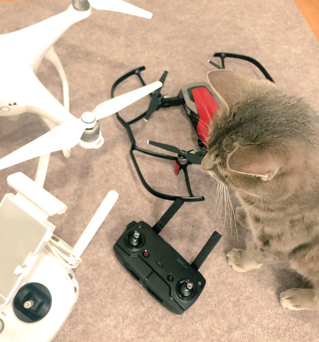 機体もろもろ確認終了!まぐろさん興味深々です^ ^#ドローン #dji #phantom #mavicair 猫 機体もろもろ確認終了!まぐろさん興味深々です^ ^#ドローン #dji #phantom #mavicair 猫