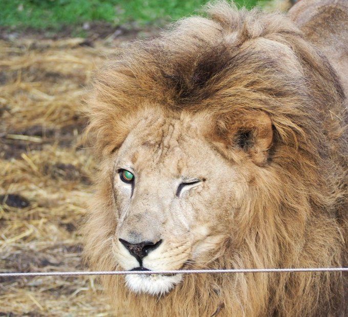 ウィンクハヤテ✨#のんほいパーク #動物園 #豊橋 #ライオン #ハヤテ #lion #zoo ウィンクハヤテ✨#のんほいパーク #動物園 #豊橋 #ライオン #ハヤテ #lion #zoo