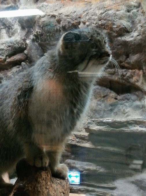 おととい上野動物園行ってきたけど120分待ちとのことでシャンシャンはあきらめた。でも前から見たかったマヌルネコとハシビロ おととい上野動物園行ってきたけど120分待ちとのことでシャンシャンはあきらめた。でも前から見たかったマヌルネコとハシビロ