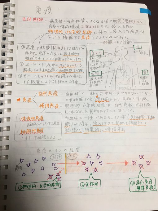 生物基礎の免疫をはたらく細胞をちょい使ってまとめてみた!笑これちゃんと頭に入ってるのか?笑間違えてたらどうしよ…字が汚い 生物基礎の免疫をはたらく細胞をちょい使ってまとめてみた!笑これちゃんと頭に入ってるのか?笑間違えてたらどうしよ…字が汚い