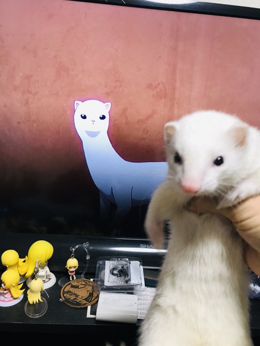 うちのメイドがウザすぎる!のフェレット実はうちにいるんですよね() うちのメイドがウザすぎる!のフェレット実はうちにいるんですよね()