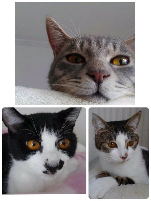 ハヤテくんオス、つぐみちゃんメス、楓ちゃんメス。みんな生後6ヶ月くらい。避妊去勢手術済。 ハヤテくんオス、つぐみちゃんメス、楓ちゃんメス。みんな生後6ヶ月くらい。避妊去勢手術済。