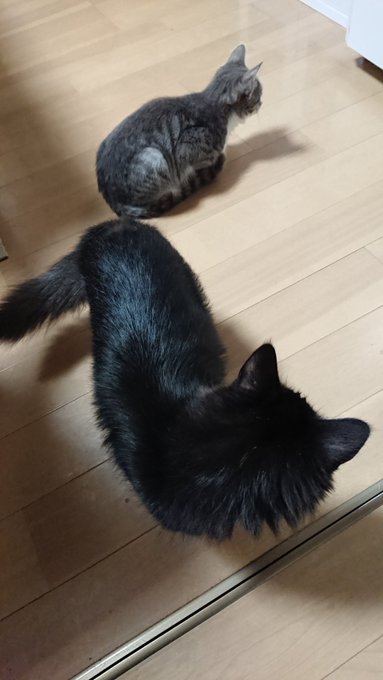 かみのけ縛るゴムを冷凍庫の下に入れちゃって途方に暮れるチーチーよりちょっと年上のクマ #こねこのチー#もう子猫じゃない# かみのけ縛るゴムを冷凍庫の下に入れちゃって途方に暮れるチーチーよりちょっと年上のクマ #こねこのチー#もう子猫じゃない#