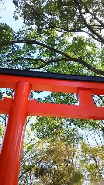 『ペンギン・ハイウェイ』を観に行った際、下鴨神社さんに参拝出町座さんから、鴨川を渡り、糺の森を歩いて、世界遺産散歩森見登 『ペンギン・ハイウェイ』を観に行った際、下鴨神社さんに参拝出町座さんから、鴨川を渡り、糺の森を歩いて、世界遺産散歩森見登
