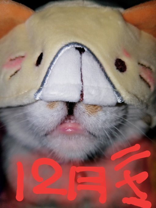 皆しゃん~😺おはようございます❤ニャ〰😺今日から12月だ!ニャ〰はやいニャ〰本当に今年もたくさんの皆しゃんにいいね❤して 皆しゃん~😺おはようございます❤ニャ〰😺今日から12月だ!ニャ〰はやいニャ〰本当に今年もたくさんの皆しゃんにいいね❤して