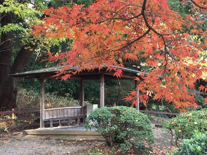 今日は新宿御苑の紅葉を見に来ました。紅葉🍁がとても綺麗ですね。秋の御苑もいいものです。しかし新宿御苑さん、そろそろ例の東 今日は新宿御苑の紅葉を見に来ました。紅葉🍁がとても綺麗ですね。秋の御苑もいいものです。しかし新宿御苑さん、そろそろ例の東