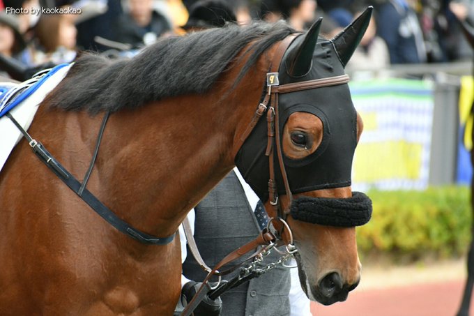 20181202中京1レース、ルメールさん騎乗のエルガナドール。お母さんのヴァナディースはディマクコンダの姉妹、というこ 20181202中京1レース、ルメールさん騎乗のエルガナドール。お母さんのヴァナディースはディマクコンダの姉妹、というこ