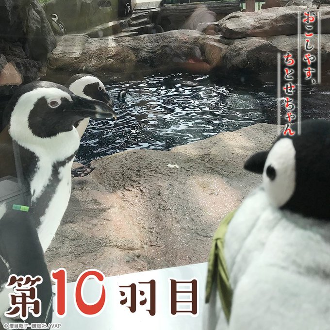 今週第10羽、7日(金)25:35〜放送📺#京都水族館 にやってきた #ちとせちゃん🐧たくさんの #ペンギン 仲間に出会 今週第10羽、7日(金)25:35〜放送📺#京都水族館 にやってきた #ちとせちゃん🐧たくさんの #ペンギン 仲間に出会