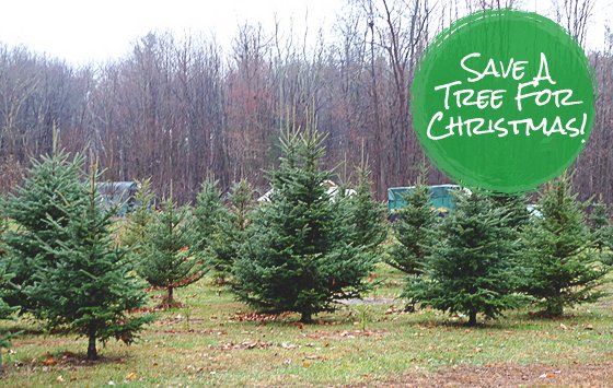 Celebrate Christmas with a live tree this year ❤️????https://t.co/dm7xayX5hy https://t.co/XPOBinEGvB