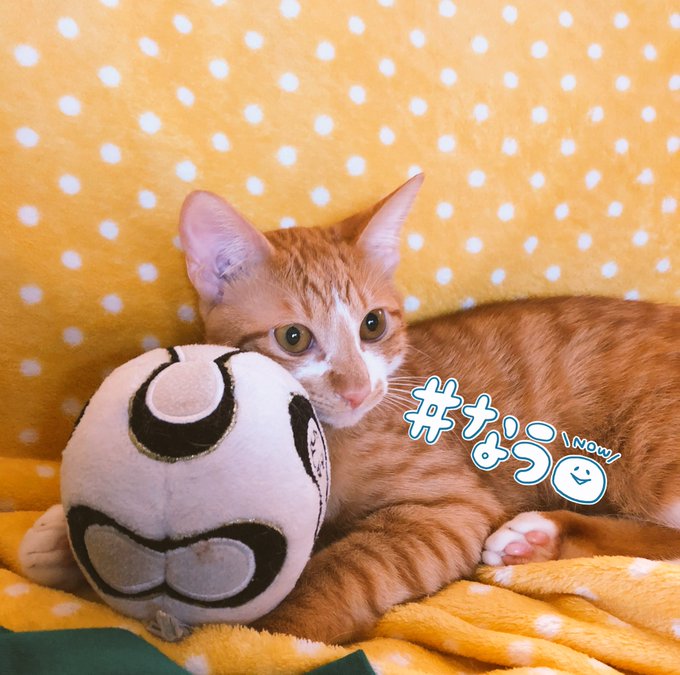 あと5分で #ほら耳 だよ!待機完了🐾 あと5分で #ほら耳 だよ!待機完了🐾